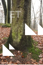 tree bark mossy 0013