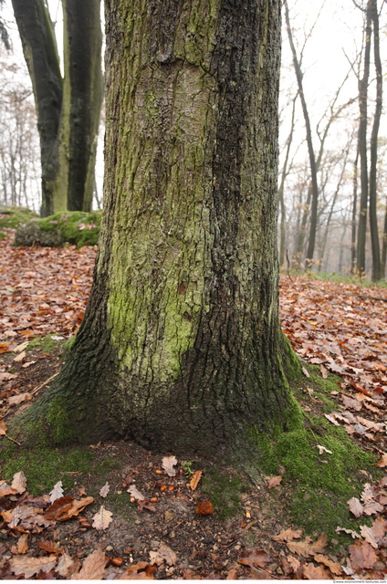 Tree Bark