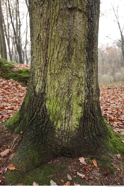 Tree Bark