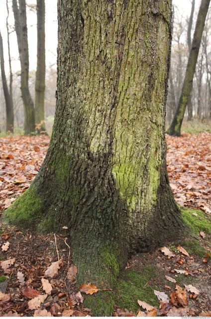 Tree Bark