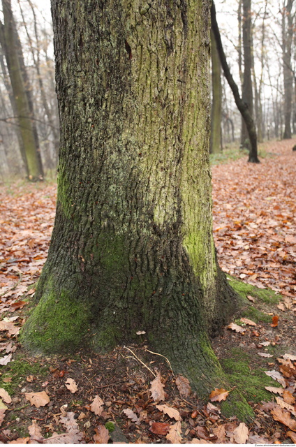 Tree Bark