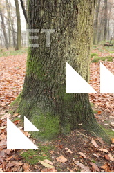 tree bark mossy 0017