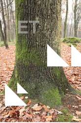 tree bark mossy 0018