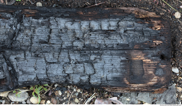 Burned Wood