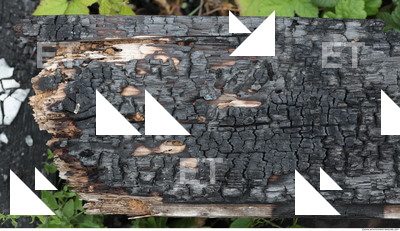 Burned Wood