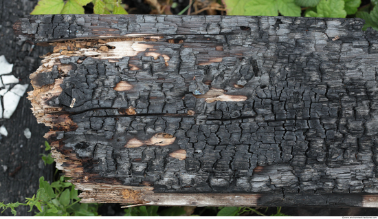 Burned Wood