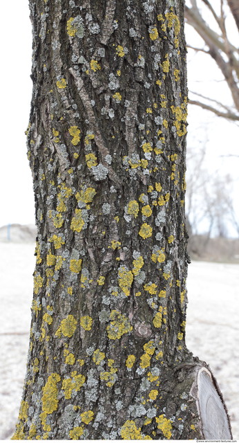 Tree Bark