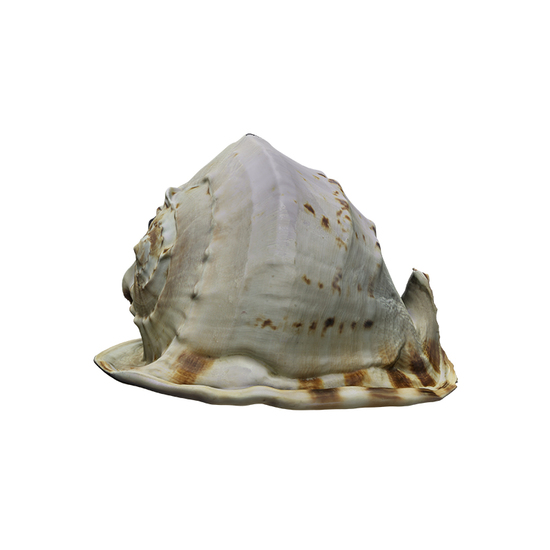 Sea Shell Base 3D Scan