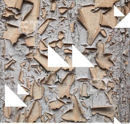 Wall Plaster Paint Peeling