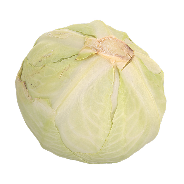 White Cabbage 3D Scan Retopo