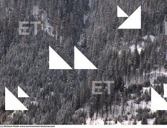 Photo Textures of Background Forest