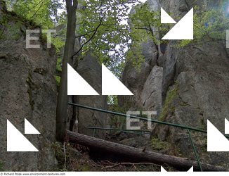 Photo Reference of Background Forest