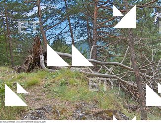 Photo Textures of Background Forest