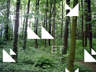 Photo Reference of Background Forest