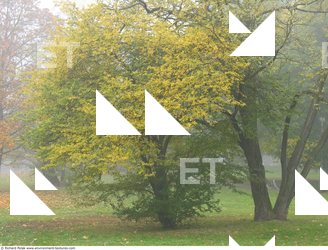 Photo Textures of Background Nature Autumn