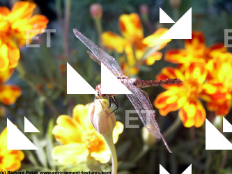 Photo Textures of Flowers