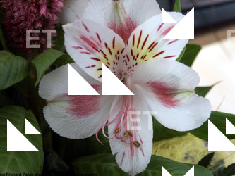 Photo Textures of Flowers