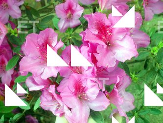 Photo Textures of Flowers