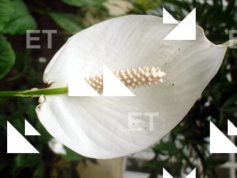 Photo Textures of Flowers