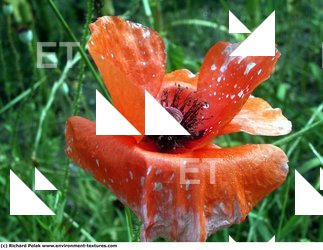 Photo Textures of Flowers