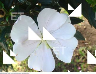 Photo Textures of Flowers