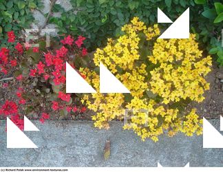 Photo Textures of Flowers