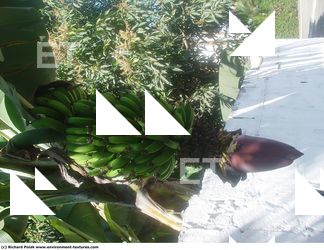 Photo Textures of Bananas