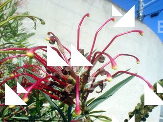 Photo Textures of Flowers