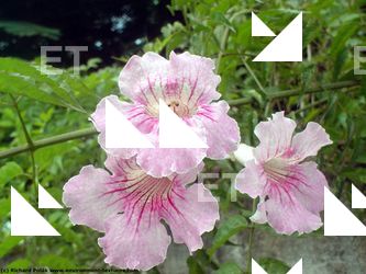 Photo Textures of Flowers