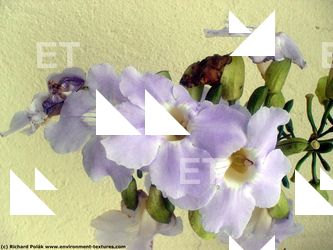 Photo Textures of Flowers