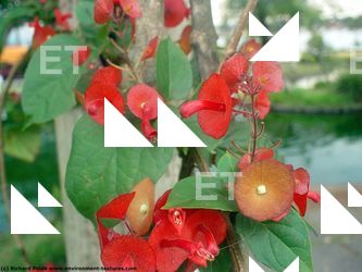 Photo Textures of Flowers