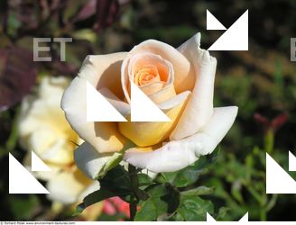 Photo Reference of Flowers