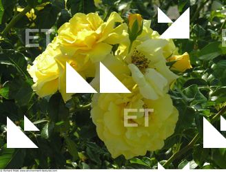 Photo Textures of Flowers