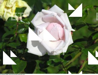 Photo Textures of Flowers