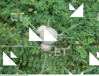 Photo Textures of Plant