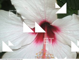 Photo Textures of Flowers