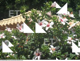 Photo Textures of Flowers