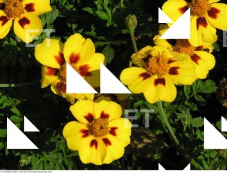 Photo Textures of Flowers