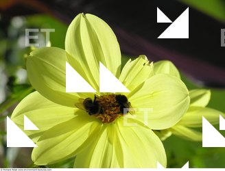 Photo Textures of Flowers