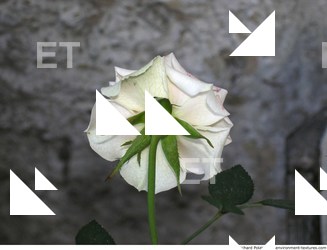 Photo Textures of Flowers