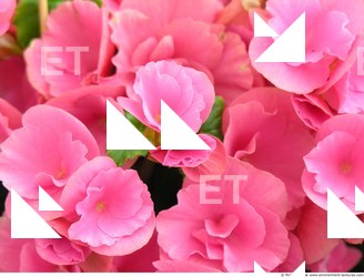 Photo Textures of Flowers