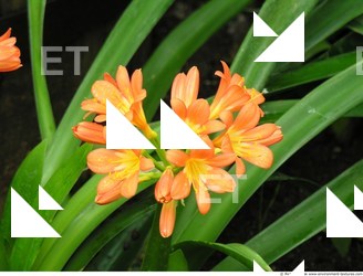 Photo Textures of Flowers