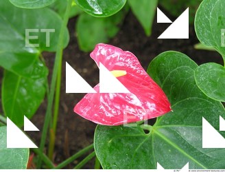 Photo Textures of Flowers