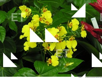 Photo Textures of Flowers