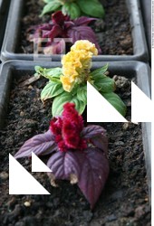 Photo Textures of Flowers