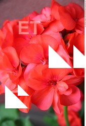 Photo Textures of Flowers