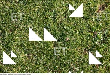 Photo Textures of Grass