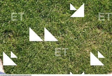 Photo Textures of Grass