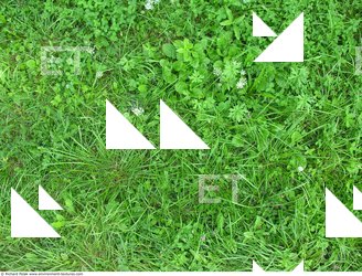 Photo Textures of Grass