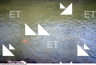 Photo Textures of Water